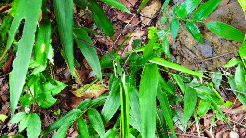 Cây đạm trúc diệp