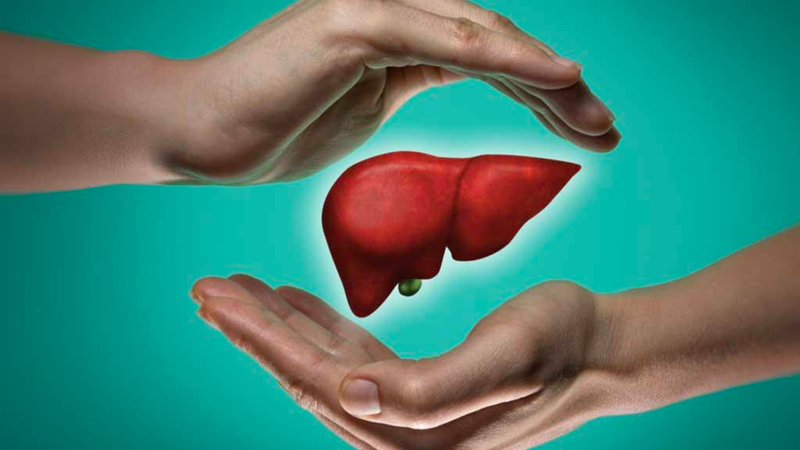 Chiết xuất lá đạm trúc diệp giúp cải thiện đáng kể tổn thương gan do rượu