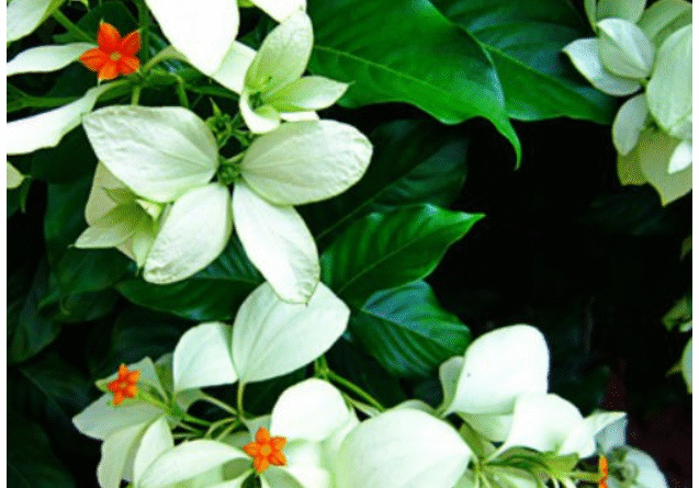 Ngọc diệp kim hoa (Cây Bướm Bạc ) – Vị thuốc dân gian thanh nhiệt, giải độc, chữa say nắng và nhiều bệnh lý khác