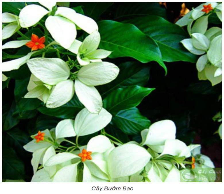 Cây Bướm bạc
