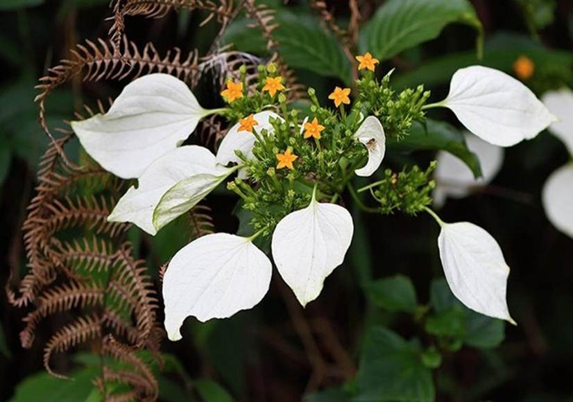 Hoa có lá bắc màu trắng trông giống bướm trắng