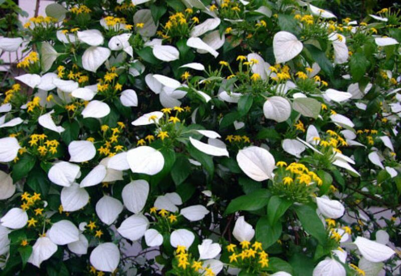 Hinh ảnh toàn Cây bướm bạc